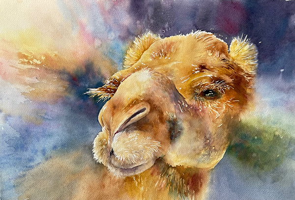 Captivating Camel 600