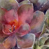 Elizabeth Pfeiffer Colorful Succulents