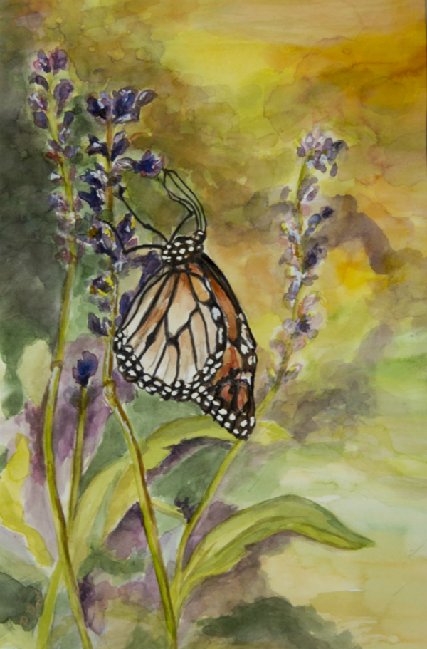 monarch flower 2378 lrc